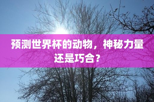预测世界杯的动物，神秘力量还是巧合？
