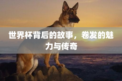 世界杯背后的故事，卷发的魅力与传奇眉山市正发家政服务有限公司